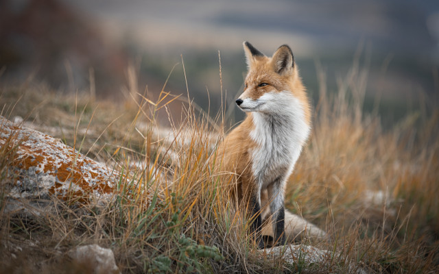 Fox hill closed eyes outdoors free wallpaper for desktop - medium preview image