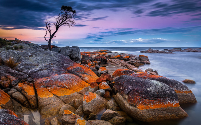 Mystical tree rock ocean sunset free wallpaper for desktop - medium preview image