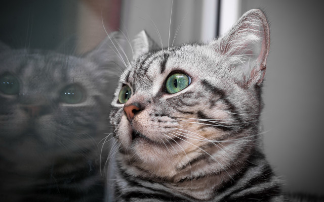 Cat reflection green eyes lion free wallpaper for desktop - medium preview image