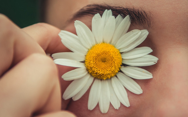 Flower eye daisy shallow depth free wallpaper for desktop - medium preview image