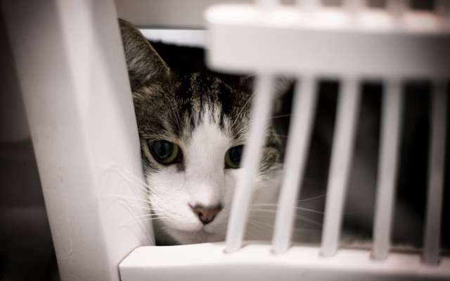 Cat peeking white cage shift free wallpaper for desktop - medium preview image