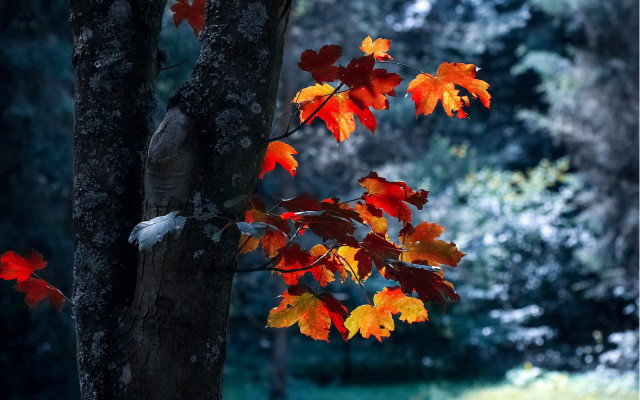 Autumn leaves blurry background tree free wallpaper for desktop - medium preview image