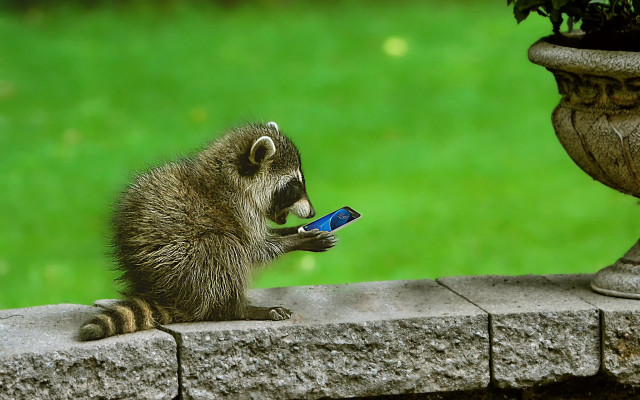 Raccoon plant ledge cellphone outdoor free wallpaper for desktop - medium preview image