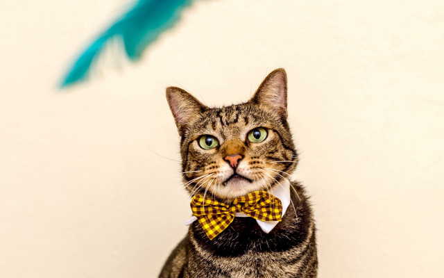 Black cat bow tie feather free wallpaper for desktop - medium preview image