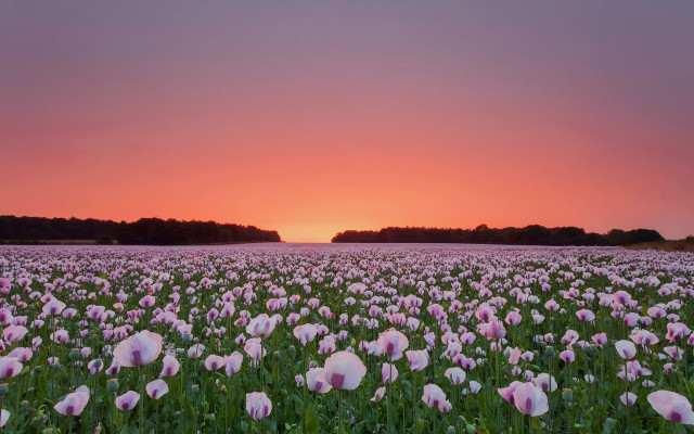 Flower field sunset pink sky free wallpaper for desktop - medium preview image