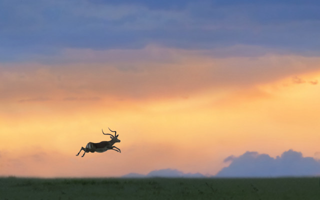 Deer leaping cloudy sky sunset free wallpaper for desktop - medium preview image