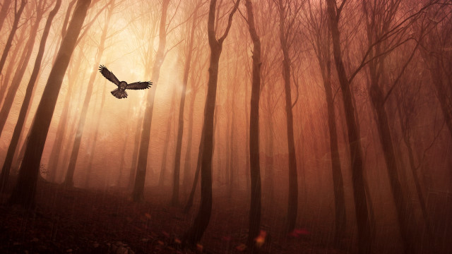 Bird flying forest fog sunset free wallpaper for desktop - medium preview image