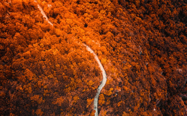 Winding road forest orange trees free wallpaper for desktop - medium preview image