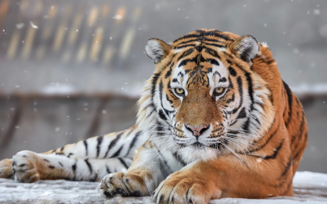 White tiger snow winter blurry free wallpaper for desktop - medium preview image