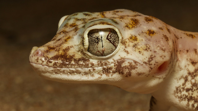 Cricorps gregoire small animal hole free wallpaper for desktop - medium preview image