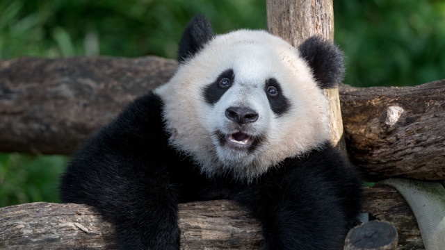 Panda sitting tree branch mouth free wallpaper for desktop - medium preview image