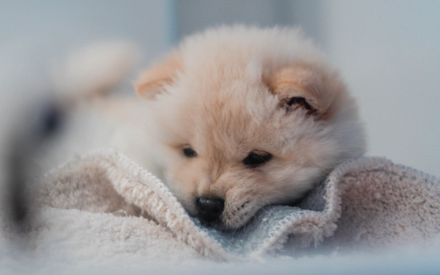 Small white dog blanket bed free wallpaper for desktop - medium preview image