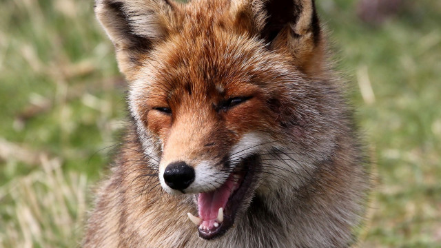Fox open mouth blurry outdoors free wallpaper for desktop - medium preview image