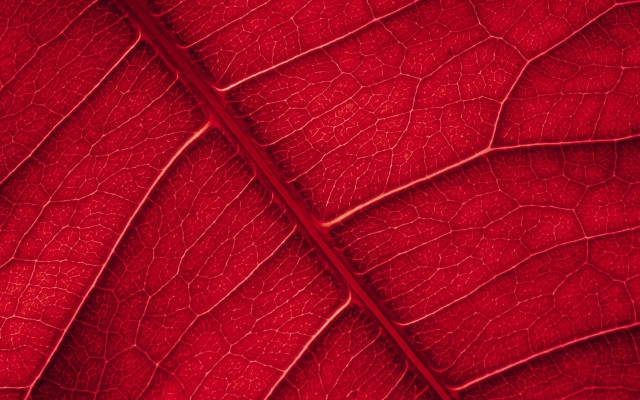 Red leaf veins fence rose free wallpaper for desktop - medium preview image