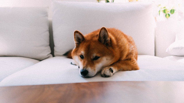 Dog couch shiba inu realistic free wallpaper for desktop - medium preview image