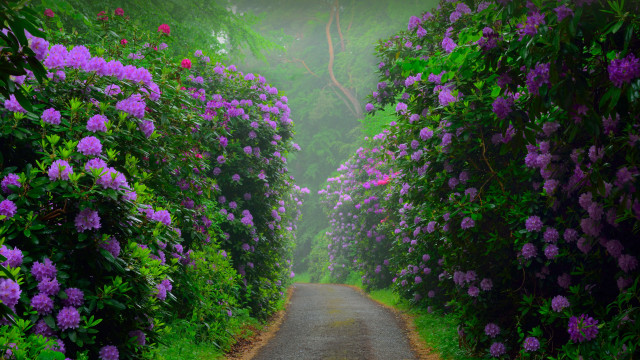 Purple flowers road garden tunnel free wallpaper for desktop - medium preview image
