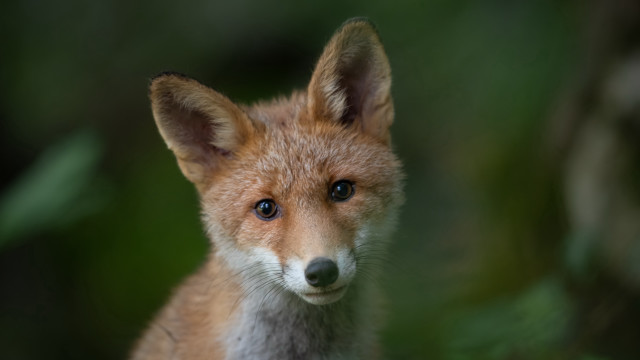 Small fox closeup blurry background #2 free wallpaper for desktop - medium preview image