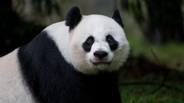 Panda portrait black white face free wallpaper for desktop - medium preview image