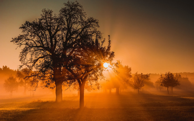 Field trees sunset fog light free wallpaper for desktop - medium preview image