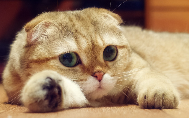 Cat shiba inu photorealistic floor free wallpaper for desktop - medium preview image