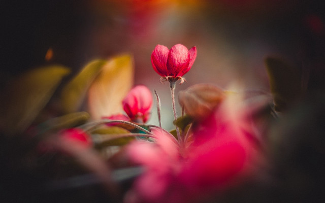 Red flower leaves blurry background free wallpaper for desktop - medium preview image