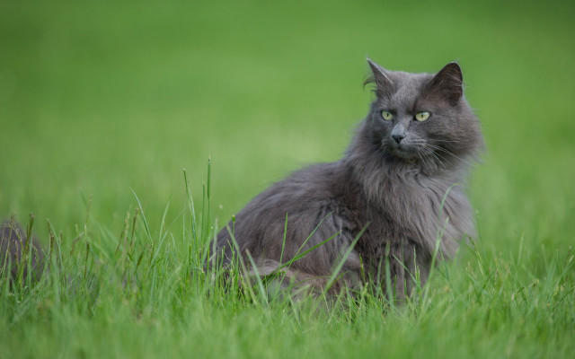 Serious cat in grass nature free wallpaper for desktop - medium preview image