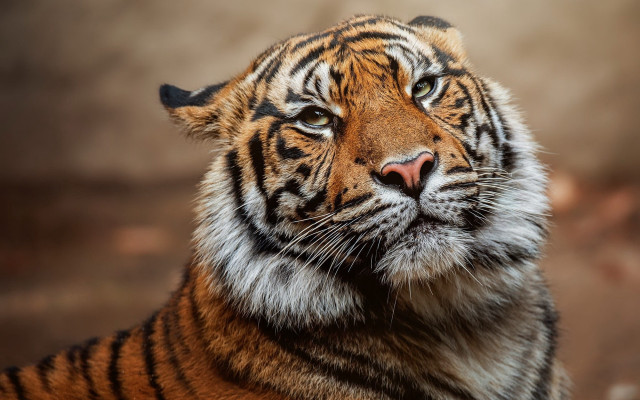 Tiger closeup blurry background male free wallpaper for desktop - medium preview image