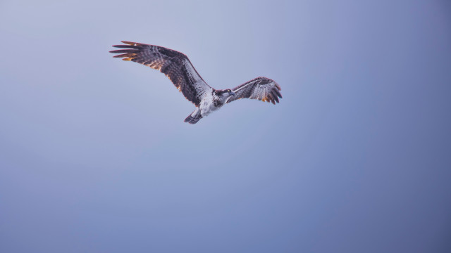 Bird flying blue sky long free wallpaper for desktop - medium preview image