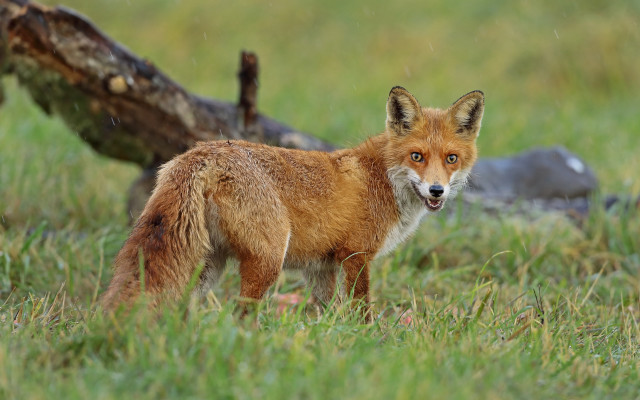 Fox field fallen tree grass free wallpaper for desktop - medium preview image