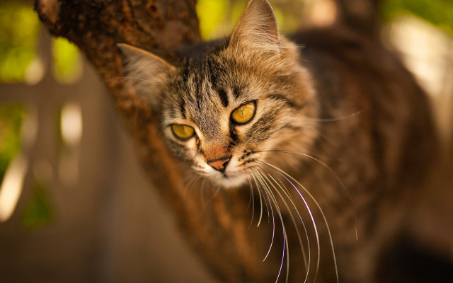 Cat looking up bokeh macro free wallpaper for desktop - medium preview image