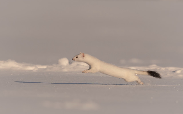 White animal running snow daytime free wallpaper for desktop - medium preview image