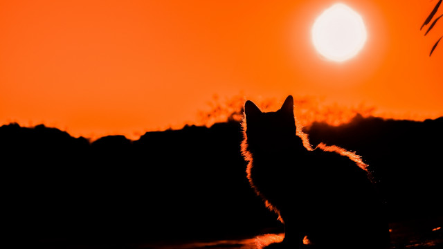 Cat sunset mountains sky fire free wallpaper for desktop - medium preview image
