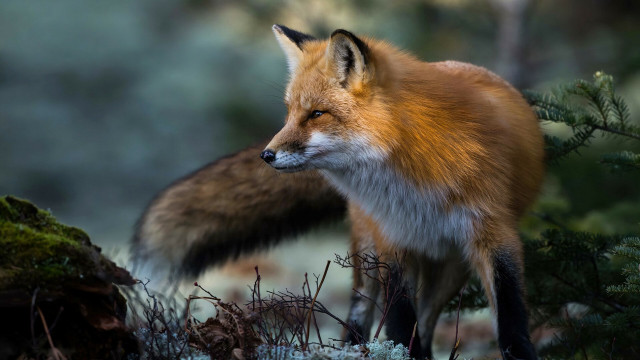 Red fox forest floor moss free wallpaper for desktop - medium preview image