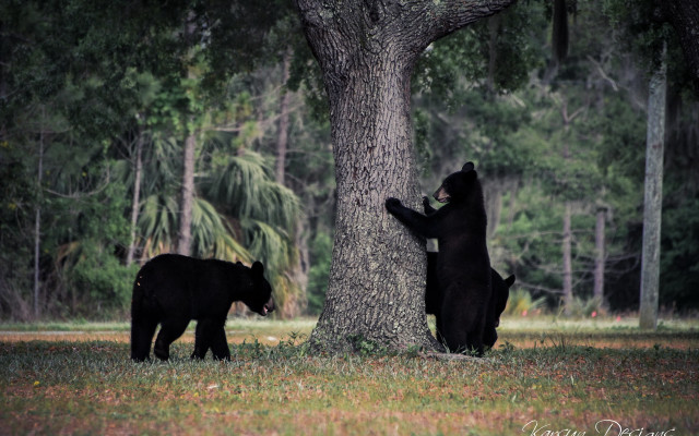 Black bears woods tree nature free wallpaper for desktop - medium preview image