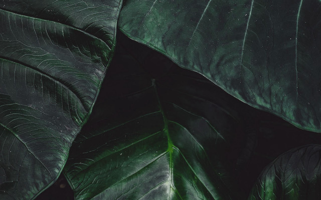 Green leaf black background white #2 free wallpaper for desktop - medium preview image