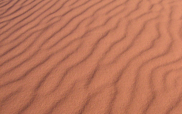Desert sand bird top ground free wallpaper for desktop - medium preview image