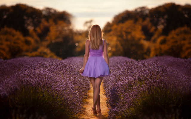 Lavender field woman purple dress free wallpaper for desktop - medium preview image