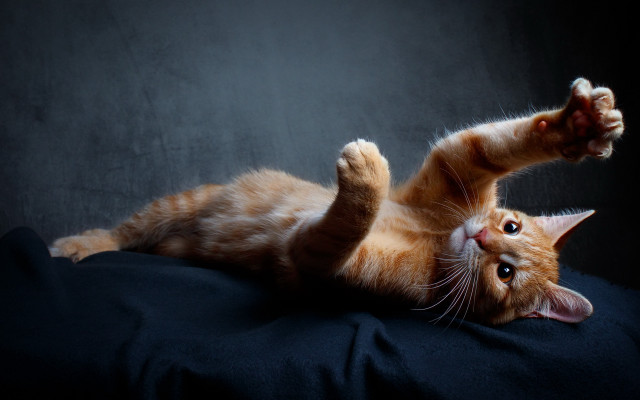 Cat arabesque glamor shiba inu free wallpaper for desktop - medium preview image