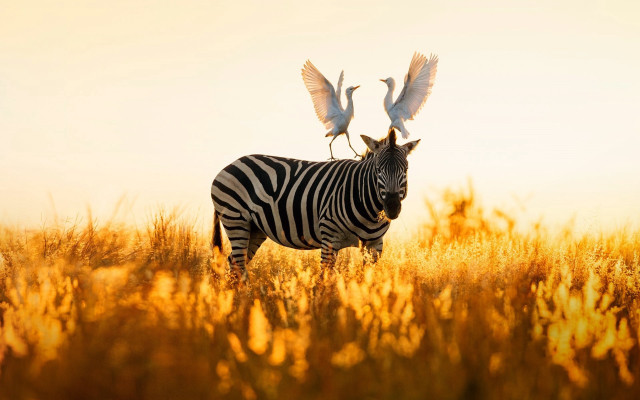 Zebra birds autumn fire sunset free wallpaper for desktop - medium preview image