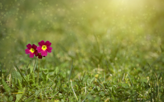 Single flower sunshine blurry background free wallpaper for desktop - medium preview image