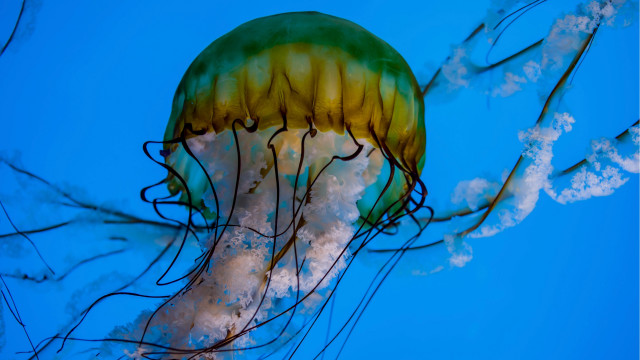 Jellyfish water sky tentacles autumn free wallpaper for desktop - medium preview image