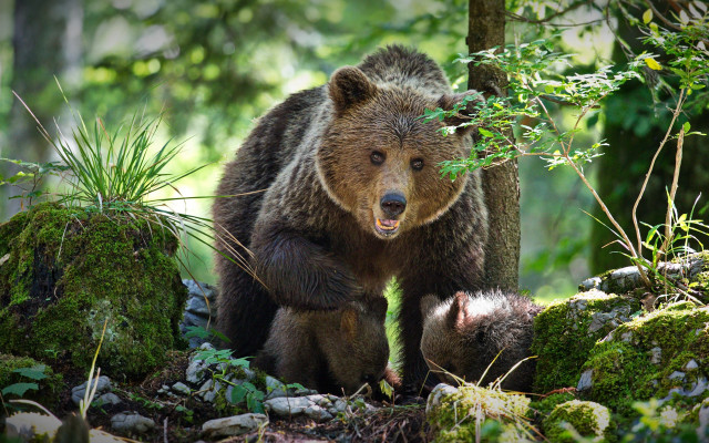 Brown bear forest wildlife puzzle free wallpaper for desktop - medium preview image