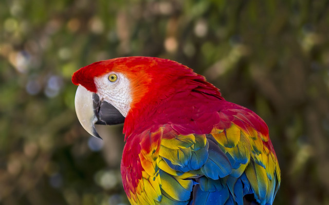 Colorful parrot blurry background bokeh free wallpaper for desktop - medium preview image