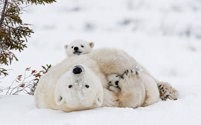 Polar bear cub snow outdoors free wallpaper for desktop - medium preview image