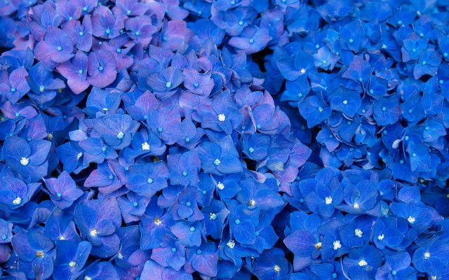 Blue flower bouquet water droplets free wallpaper for desktop - medium preview image