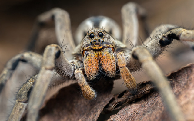 Spider rock closeup bokeh macro free wallpaper for desktop - medium preview image