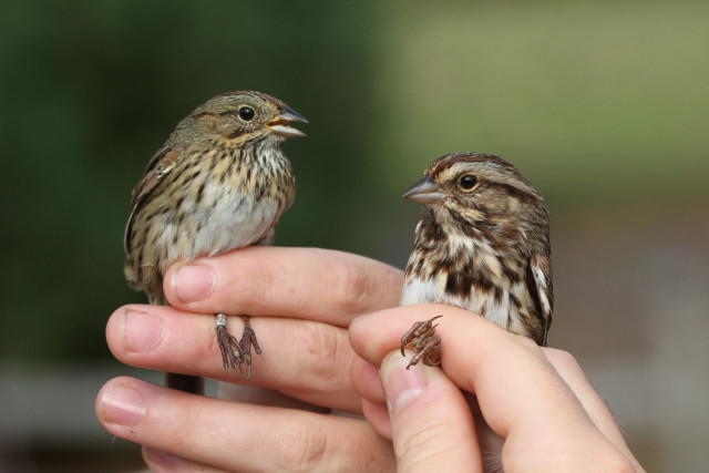 Person holding small bird another free wallpaper for desktop - medium preview image