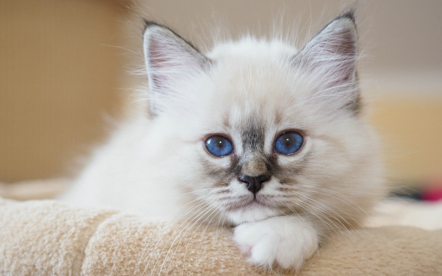 White kitten blue eyes curious #11 free wallpaper for desktop - medium preview image