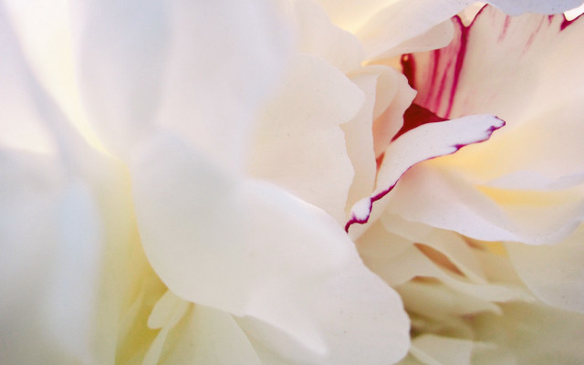 White flower red purple center free wallpaper for desktop - medium preview image