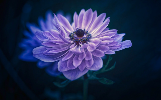 Purple flower blue center macro free wallpaper for desktop - medium preview image